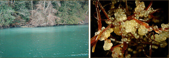 Left: Small herring spawning event. Right: Deposited herring eggs.
