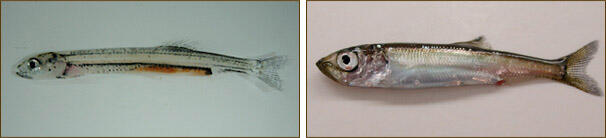 Left: Herring 53 days hatch. Right: Herring juvenile 103 days.