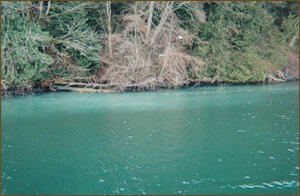 Small herring spawning event in Puget Sound