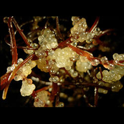Naturally-deposited herring eggs attached to submerged macrophytes