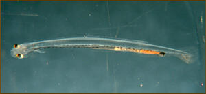 Herring larvae 15 days post-hatch