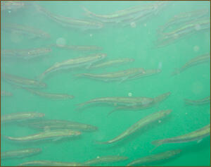 Currently four age classes of SPF herring are maintained at the MMFS