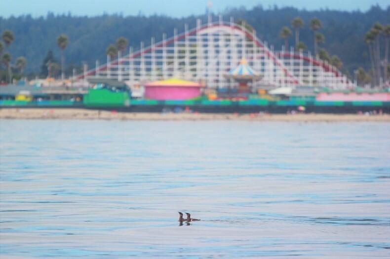 Pair of seabirds on the ocean, with a roller coaster and rides on the shore