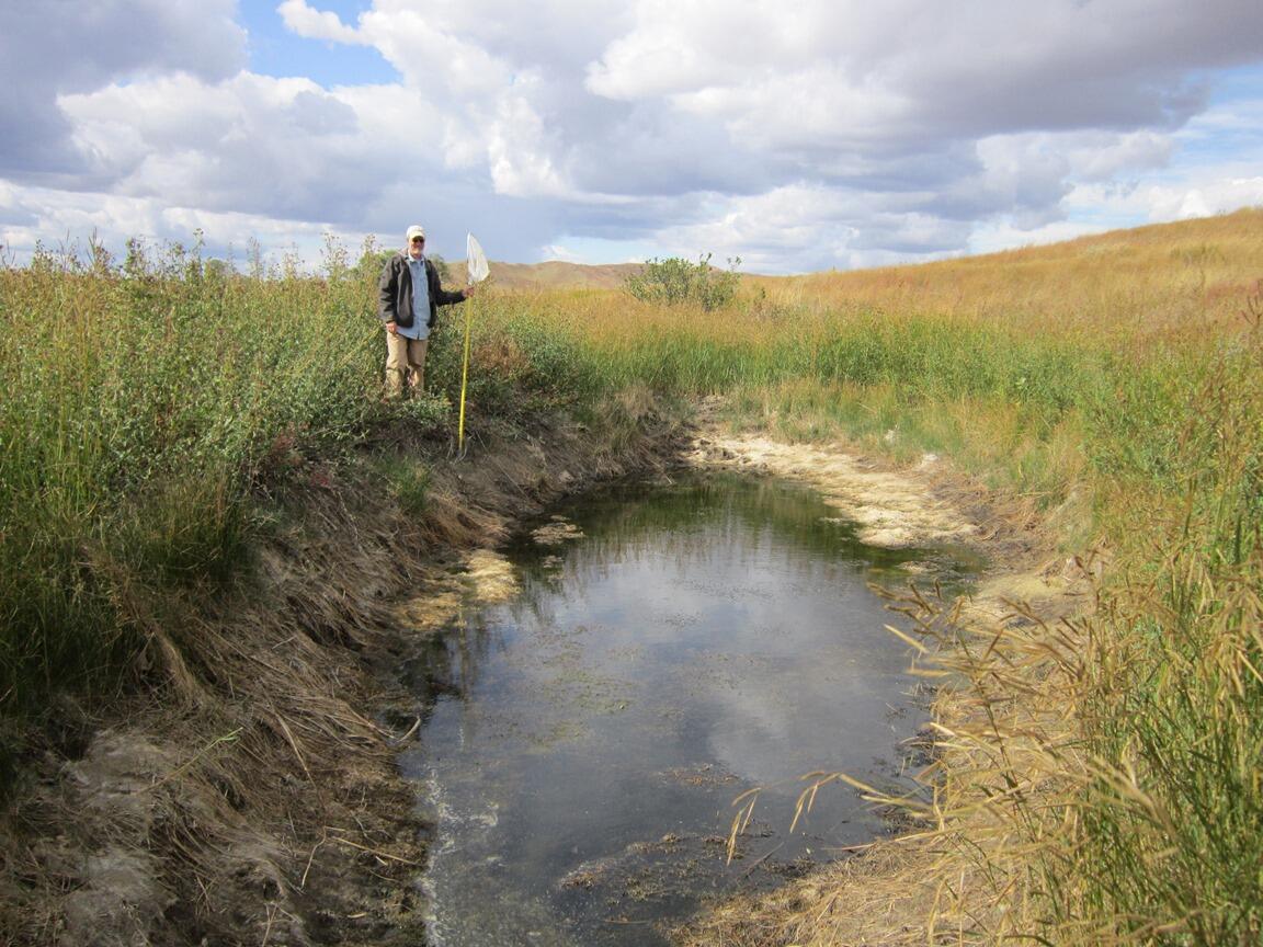 Montana Fisheries MSU Biologist at trib to O'Fallon Cr