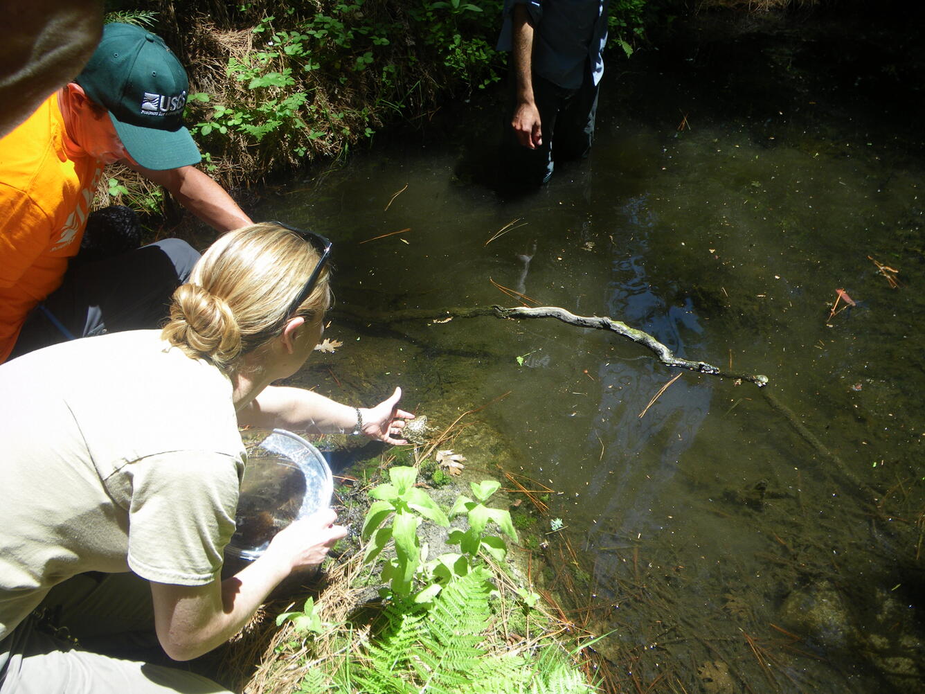 Releasing captive bred endangered mountain yellow-legged frogs into the wild