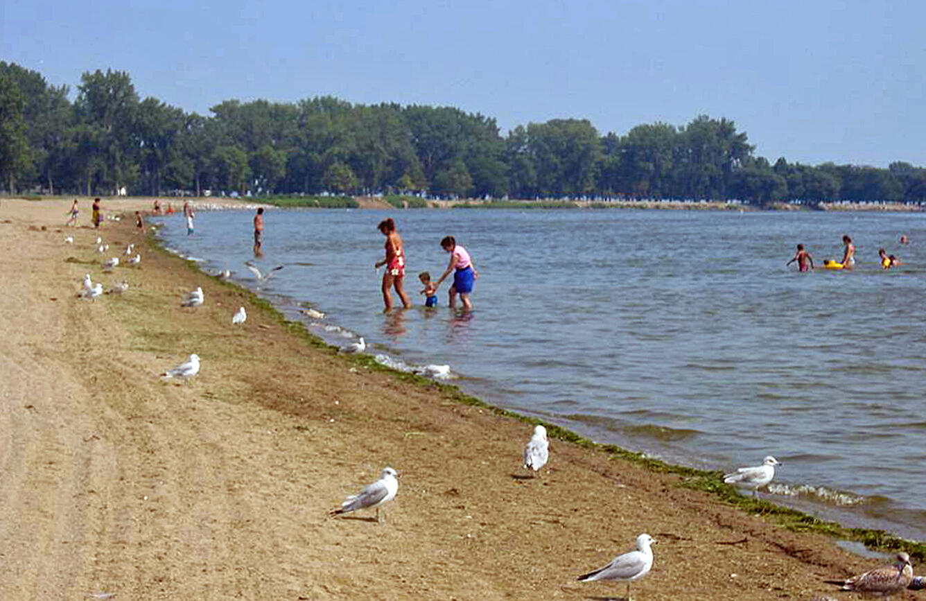 Parents and children enjoying the beach in Macomb County, Michigan with seagulls.