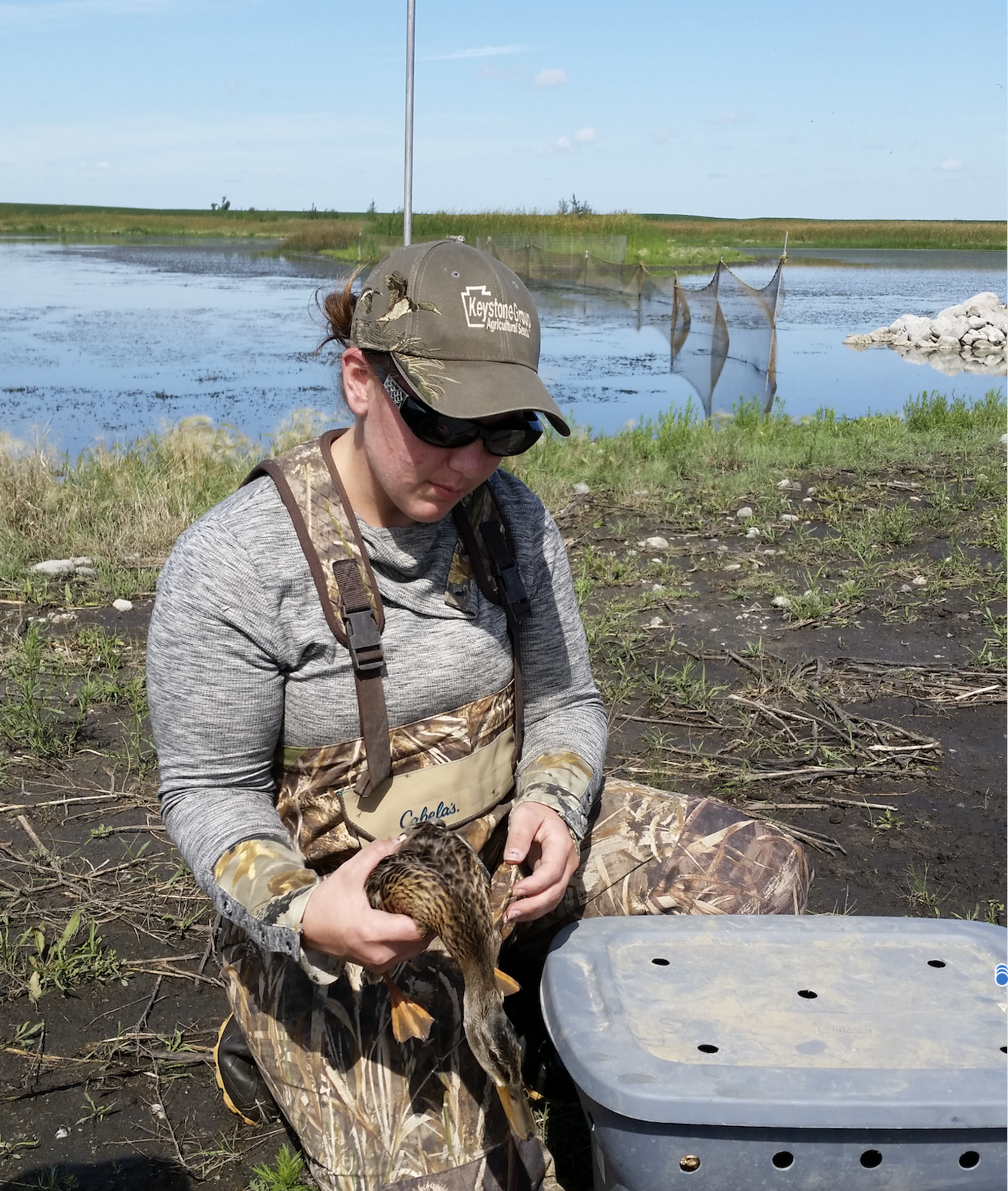 Photo of a captured mallard before implantation of transmitter.