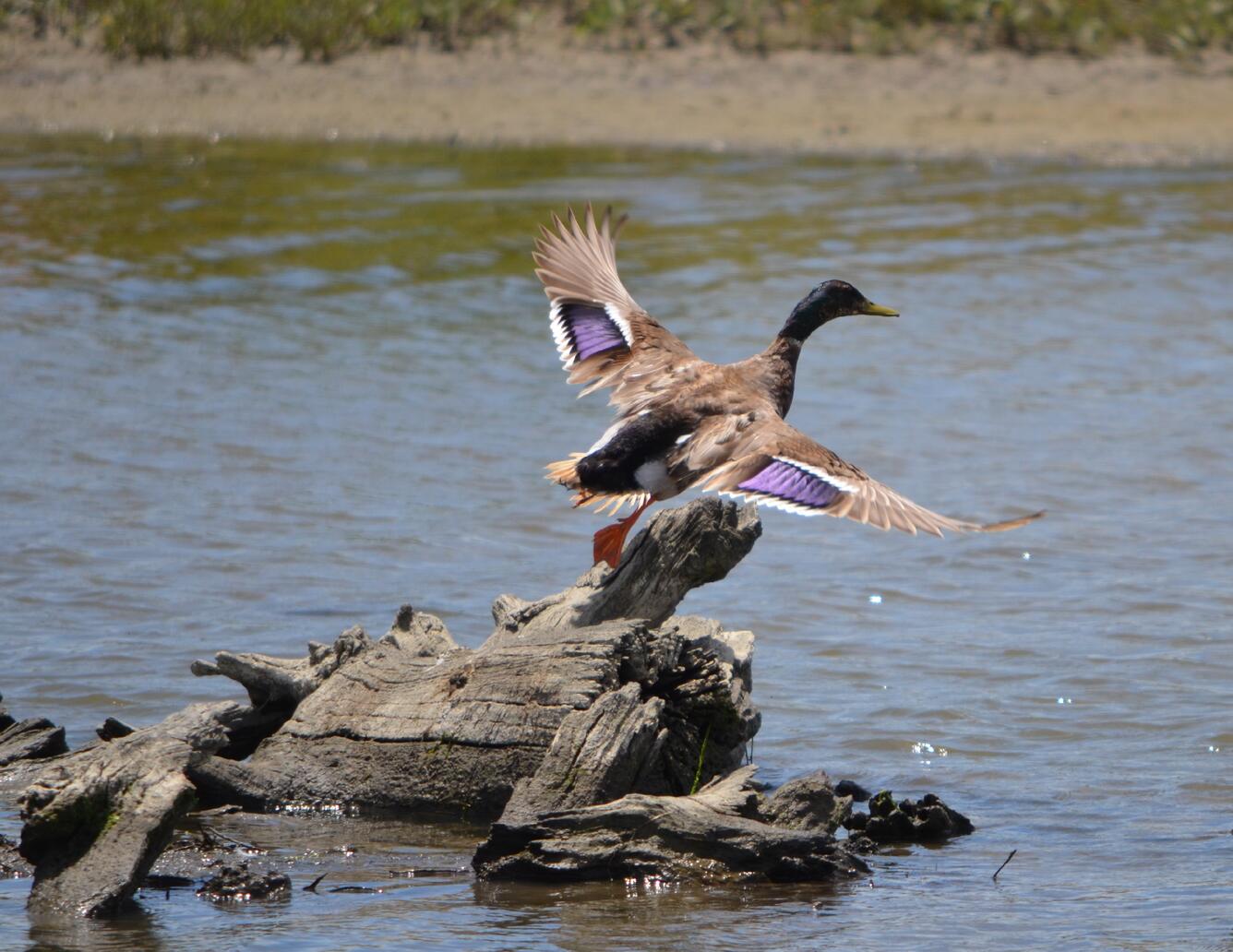 Mallard drake taking flight