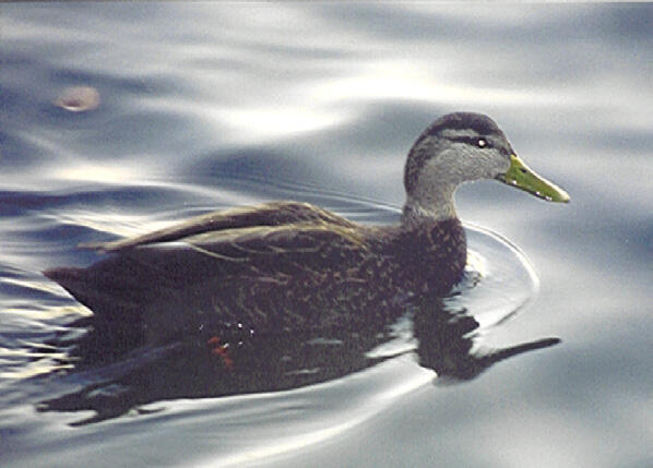 American Black Duck