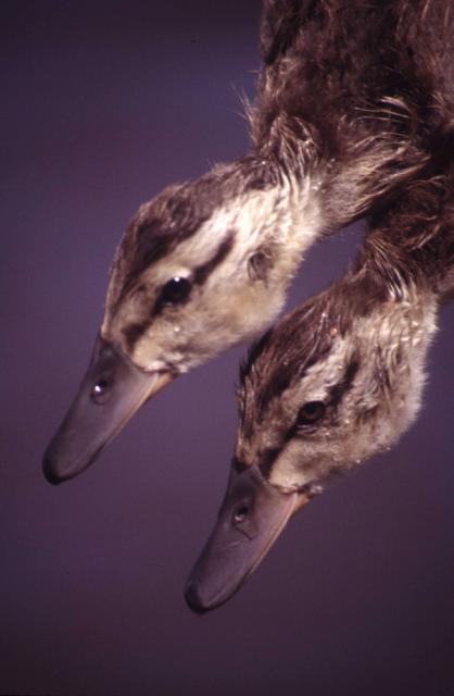 WERC Mallard Ducklings