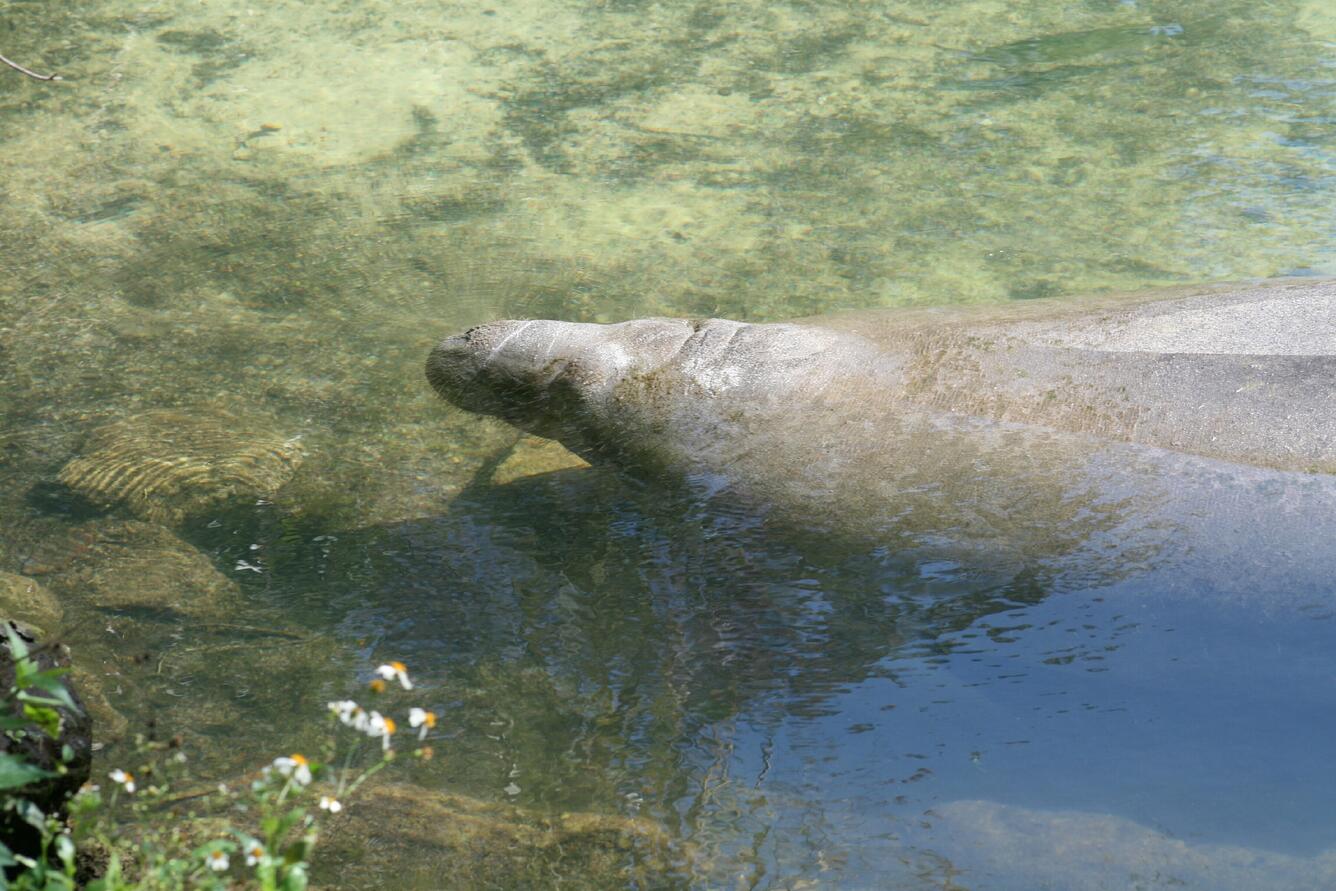 Manatee Surfacing to Breathe