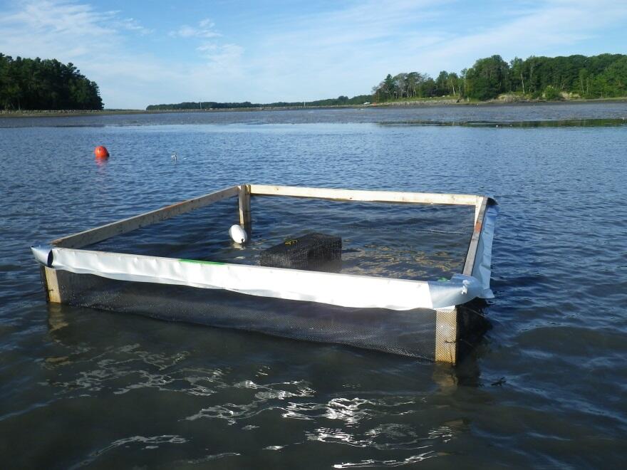 Eelgrass transplant plots inside and outside of replicate crab exclosures