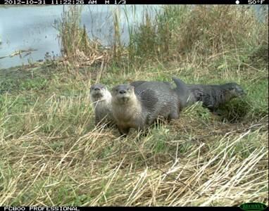 River Otter, Lontra canadensis, camera trap image
