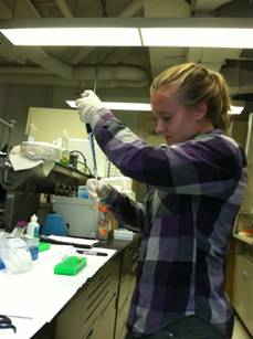 Scientist analyzing DNA extracted from Scat