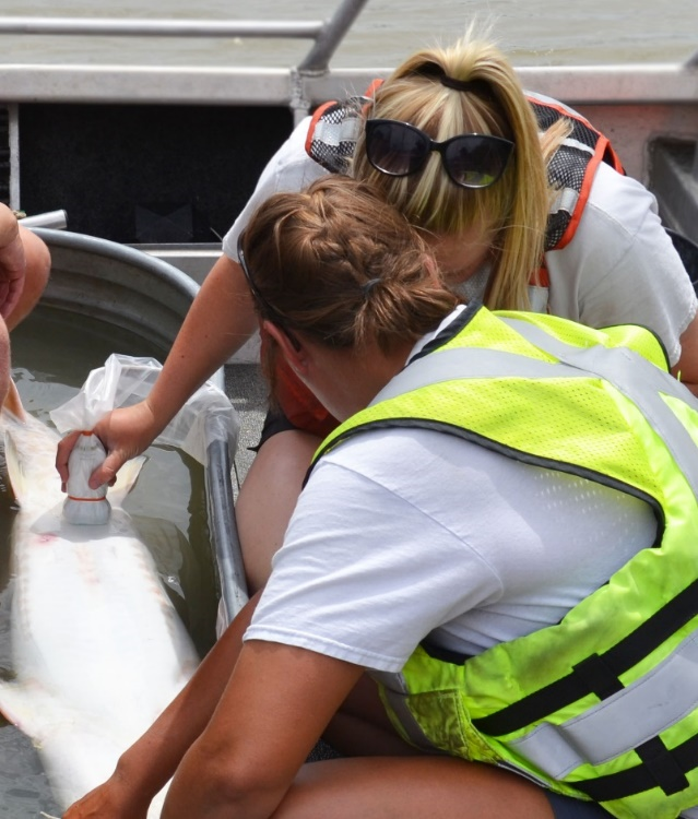 USGS fishery biologists Killian Kelly and Marlene Dodson perform an examination using the new portable ultrasound 