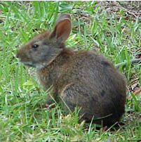 Lower Keys Marsh Rabbit (Sylvilagus palustris hefneri)