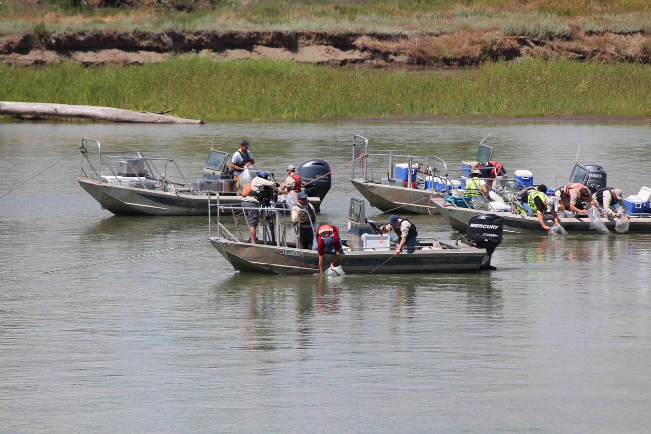 People on boats releasing larva into the water.