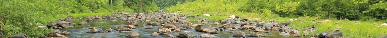 A shallow clear stream with many exposed boulders, meanders through a green forest in Virginia