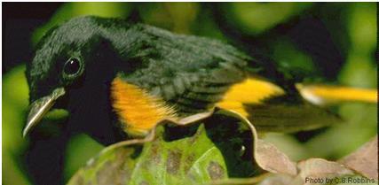 American Redstart, Setophaga ruticilla