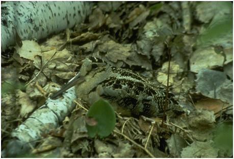 American Woodcock, Scolopax minor