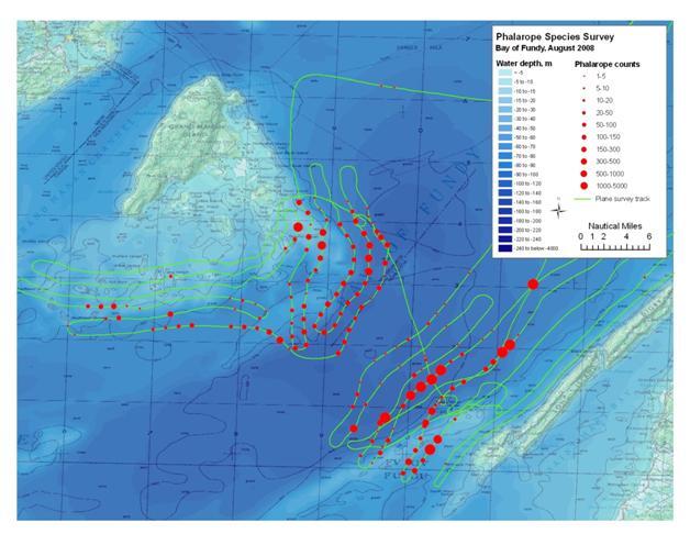 Phalarope Survey of the Bay of Fundy