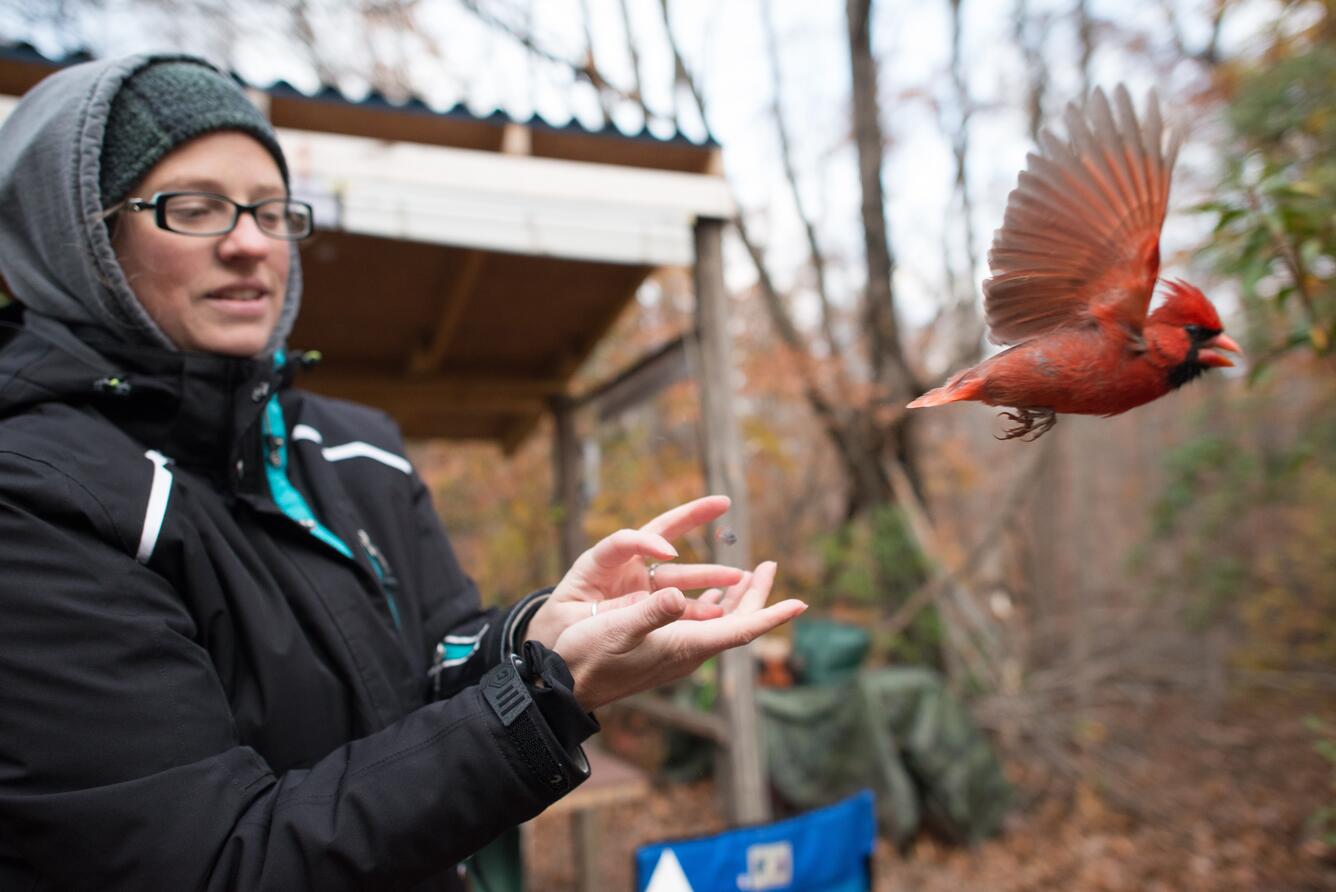 A red, crested bird flies out of the hand of a female biologist. 