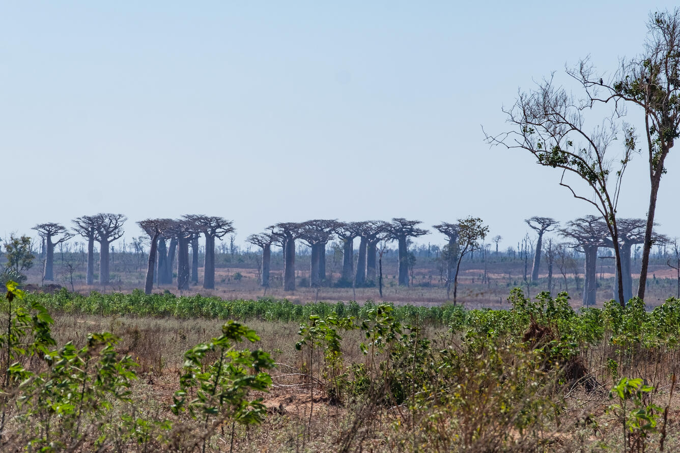 Menabe, Madagascar