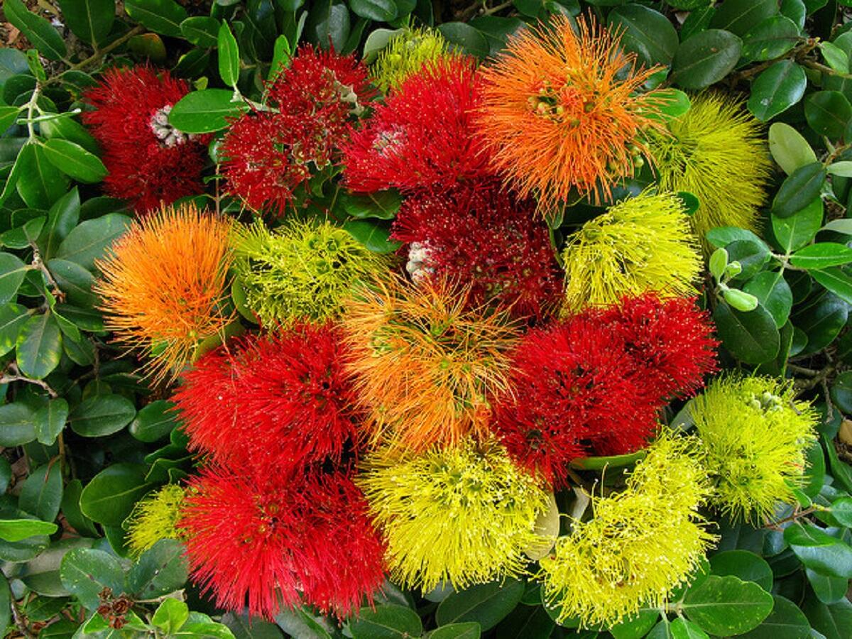 Top view of bright yellow, orange and red fluffy flowers.