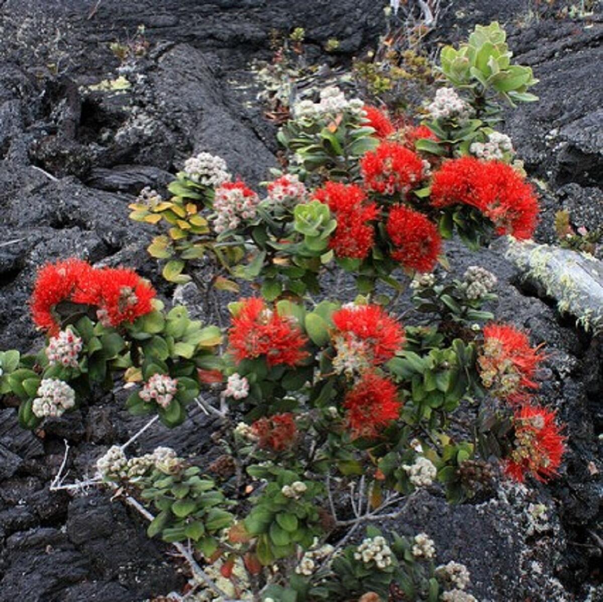 Amidst a cooled lava field, bright red flowers grow from a shrub-like plant.