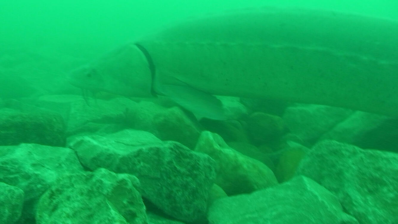 Spawning Reef Restoration for Native Lake Sturegon in St. Clair River