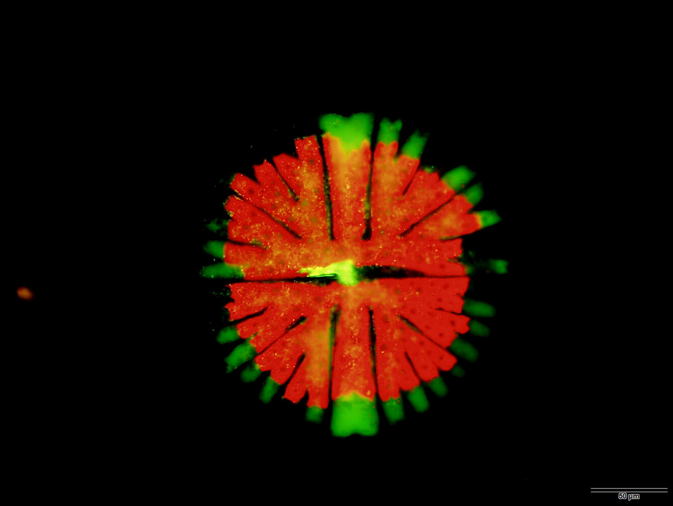 A desmid alga is bright red and green photographed in UV light