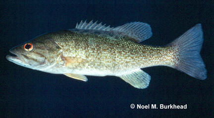 Micropterus dolomieu (smallmouth bass)