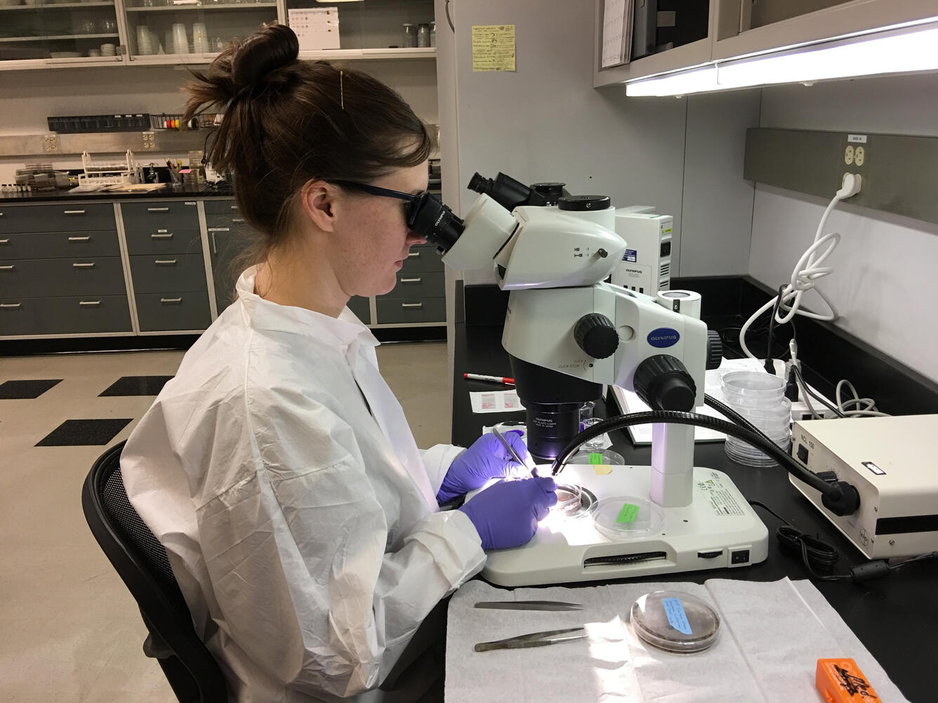 A technician sits at a microscope to identify macrofossils