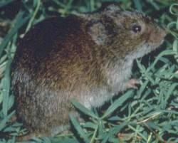 Meadow vole in the grass