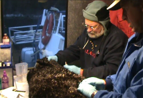 Sea otter examination