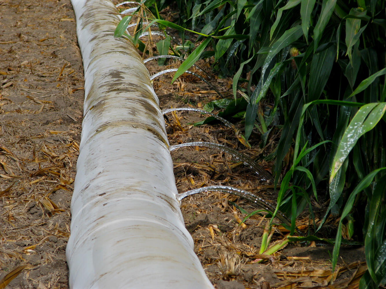 Mississippi Corn Irrigation Photograph