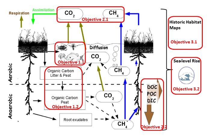Conceptual model of the carbon cycle and movement in wetlands