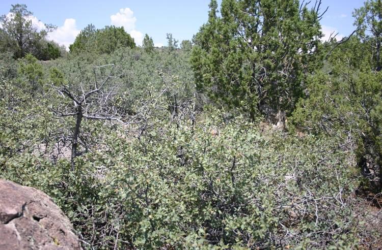 Photo of trees and brush in high-elevation desert