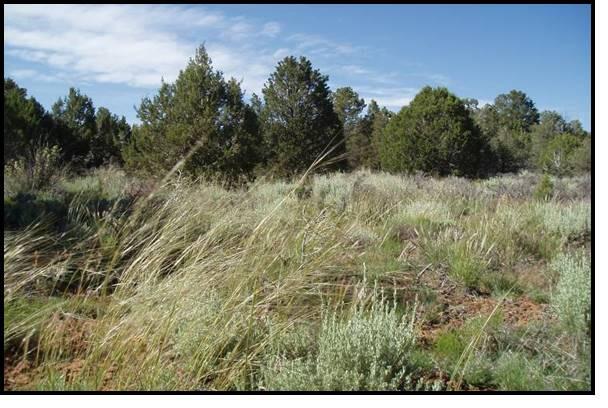 Photo of a high elevation community in the northern Mojave