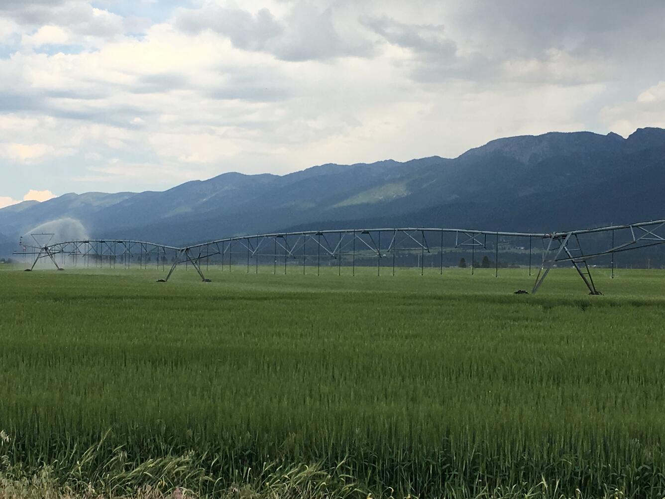 Montana 6-2017 Flathead Valley Mission Mountains Center pivot wheat