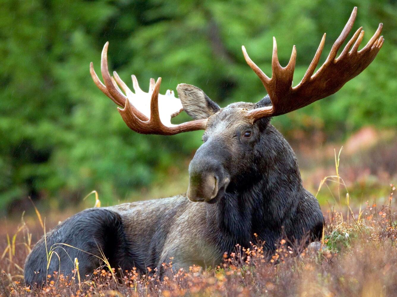 Moose