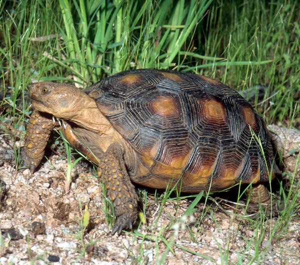 Morafka's desert tortoise