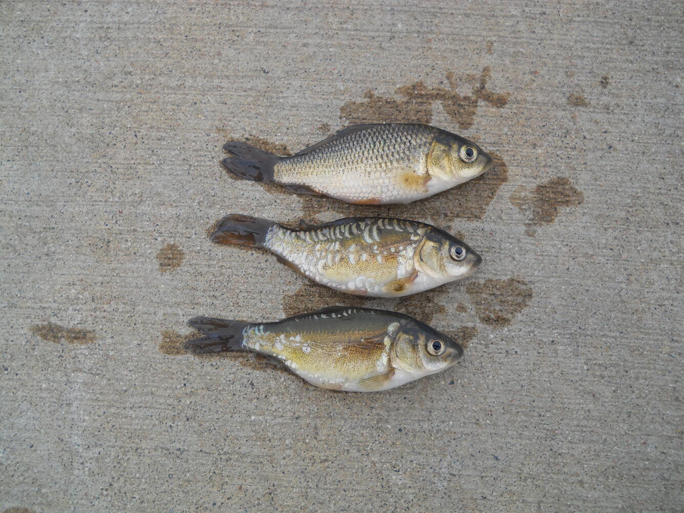 Three scale morphologies of common carp (Cyprinus carpio)