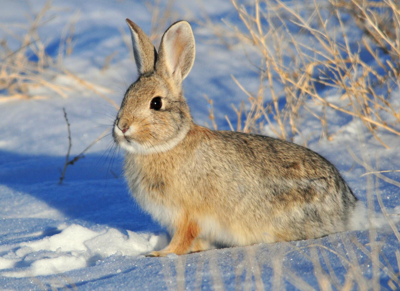Mountain Cottontail on Seedskadee National Wildlife Refuge