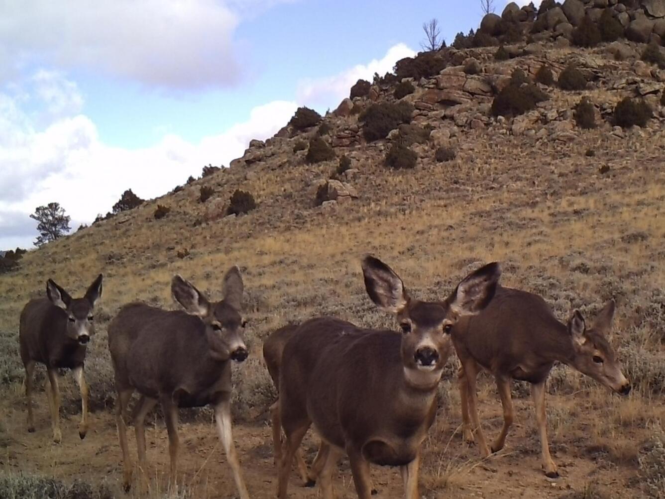 Mule deer, Wyoming