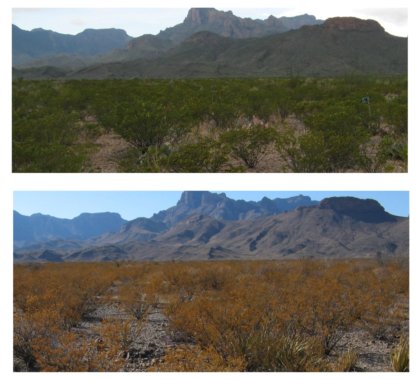 Green creosote bush before (top panel) and brown creosote (bottom panel) after drought and freezing temperatures.