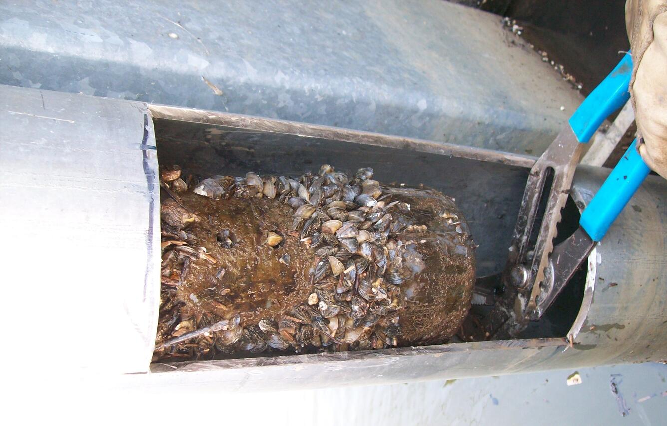 Mussels collected on a Sonde water-quality monitoring instrument