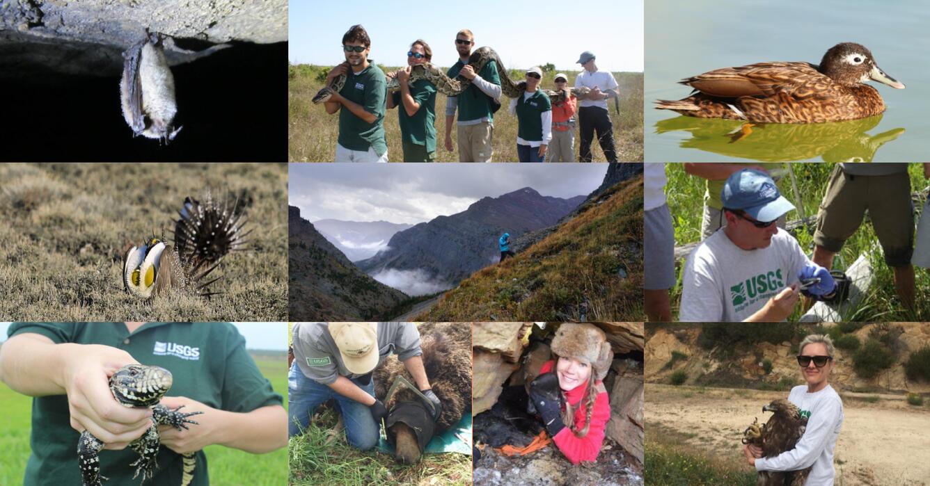 Image collage of USGS Ecosystems Mission Area scientists in the field.