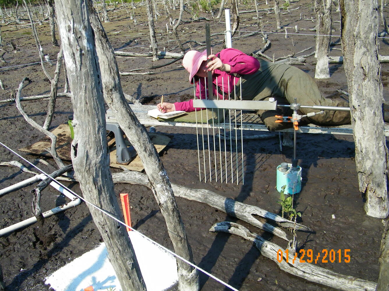 Scientist working to restore mangroves