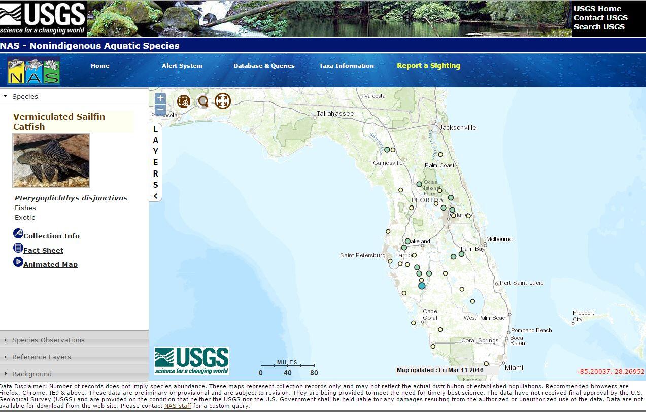 Example of a NAS data query for Sailfin Catfish